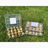 Перепілкі різних порід яйця