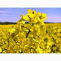 Насіння озимого ріпаку / Снігова Королева / Синтетік / Халк / семена рапса озимого
