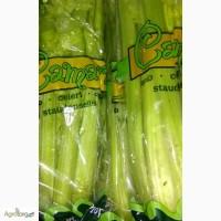 СТЕБЕЛЬ СЕЛЬДЕРЕЯ. Закупаем свежий качественный стебель сельдерея оптом