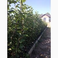 Продам саженцы яблуни груши ( Саженці яблунь ) Вінниця Україна Доставка