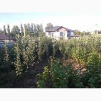 Продам саженцы яблуни груши ( Саженці яблунь ) Вінниця Україна Доставка