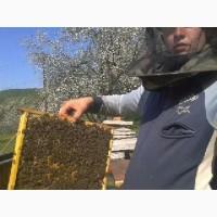 Продам бджолосімї 30 сімї