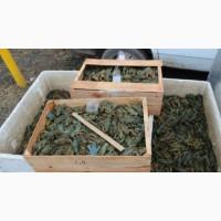 Продам раки оптом продажа от 10-50кг