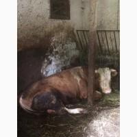 Продам ДОМАШНЕГО БЫКА (крупный рогатый скот)