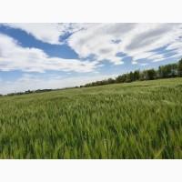 Продам насіння Канадського трансгенного сорту шестирядного ячменю КАЛГАРІ