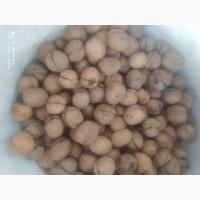 Продам горіх кругляк