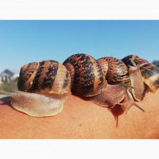 Мальок равлик, Маточне, Helix aspersa Muller