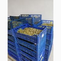 Мальок равлик, Маточне, Helix aspersa Muller