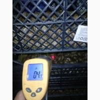 Мальок равлик, Маточне, Helix aspersa Muller