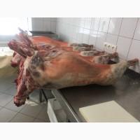 Продам туші барана