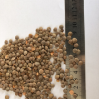 Продам чечевицю