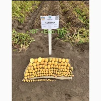 Продам насіння картоплі, картофель, бульба