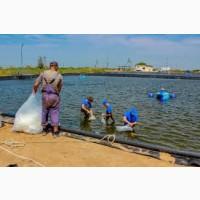 Рытье прудов под зарыбок, разработка ложи пруда, формирование берегов