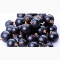 Купимо чорну смородину