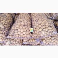 Продам картофель семенной