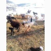 Продам тушки або живих молодих ягнят