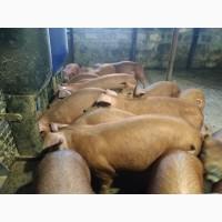 Продам поросят чистокровного дюрка на племя
