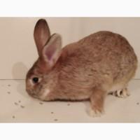 Продам Кролики молодняк разный возраст