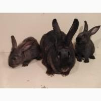 Продам Кролики молодняк разный возраст