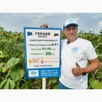 Кондитерский подсолнечник Геракл 93-99дней, 36ц/га, заразиха A-F+. Болгария