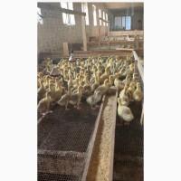 Продам подрост гусят