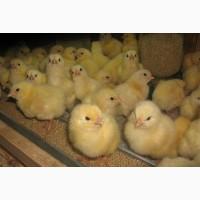 Продам суточних курчат, каченят Мулард