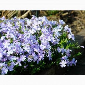 Флокс шиловидный Emerald Cushion Blue