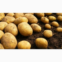 Продам товарный картофель