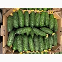 Продам тепличні огірки