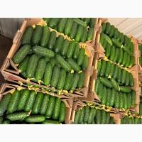 Продам тепличні огірки