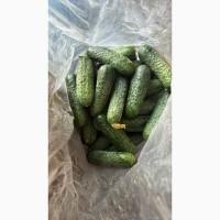 Продам тепличні огірки
