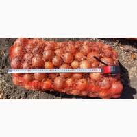 Продаем лук с поля