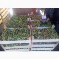 Продам белый виноград на вино