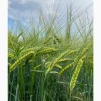 Насіння ячменю ярого СПІТФАЄР/ 1 репродукція