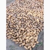 Продам харчово сортову картоплю