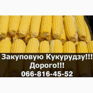 Підприємство закуповує Кукурудзу!Оплата на Вагах!Доступні сушка/зберігання