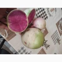 Редька Червона Ред мит объэм