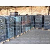 Купляємо равликів в необмеженій кількості по всій території Україні