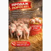 Продаж поросят на відгодівлю 24-26 кг