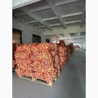 Продам цибулю