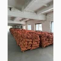 Продам цибулю