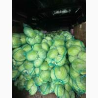 Продам капусту