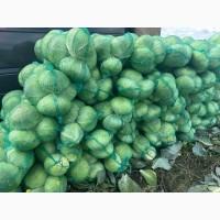 Продам капусту
