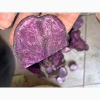 Картопля Солоха