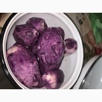 Картопля Солоха