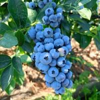 Купуємо, співпраця =лохина