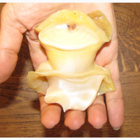 Рапана сырая свежая. Очищенная. Мясо рапаны. Печень Рапан. Черноморская Рапана