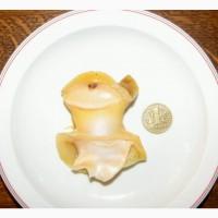 Рапана сырая свежая. Очищенная. Мясо рапаны. Печень Рапан. Черноморская Рапана