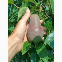 Продам грушу