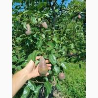 Продам грушу